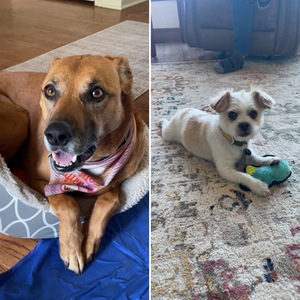 Team Page: Ollie and Trixie Go to the Walk & Wag